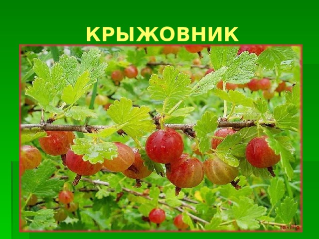 КРЫЖОВНИК 