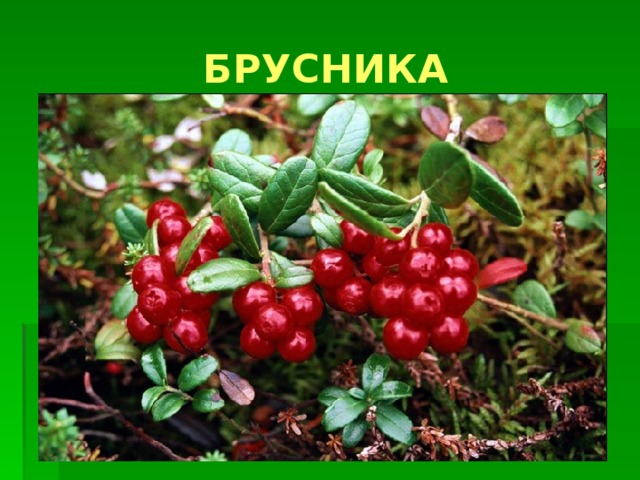 БРУСНИКА 