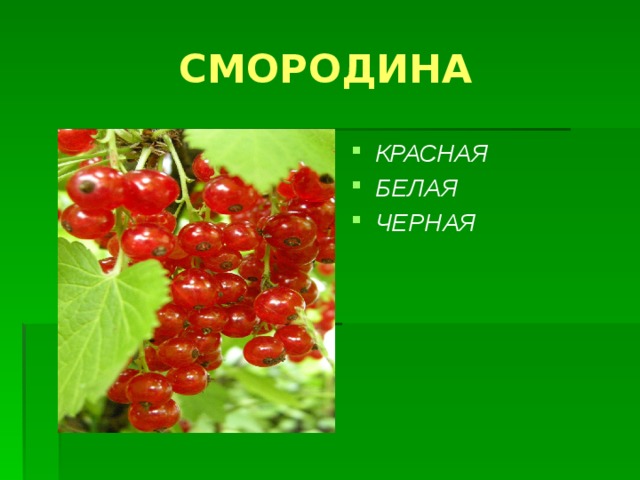 СМОРОДИНА КРАСНАЯ БЕЛАЯ ЧЕРНАЯ 