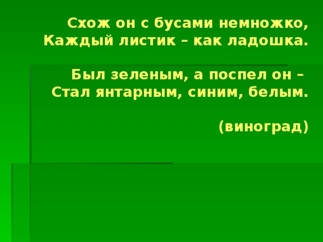 Схож он с бусами немножко,  Каждый листик – как ладошка.   Был зеленым, а поспел он –  Стал янтарным, синим, белым.    (виноград) 