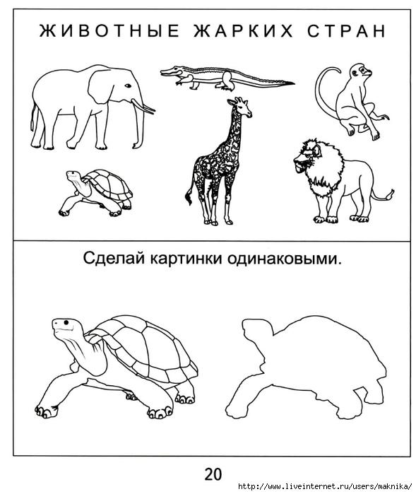 Животные жарких стран логопедическая презентация