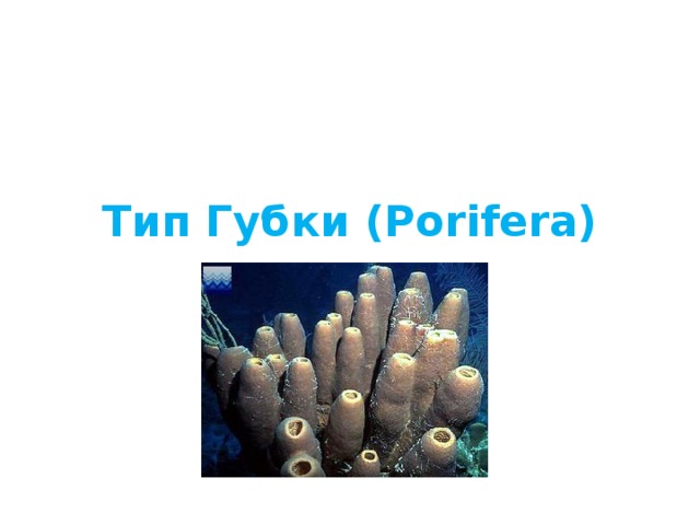 Тип Губки (Porifera) 