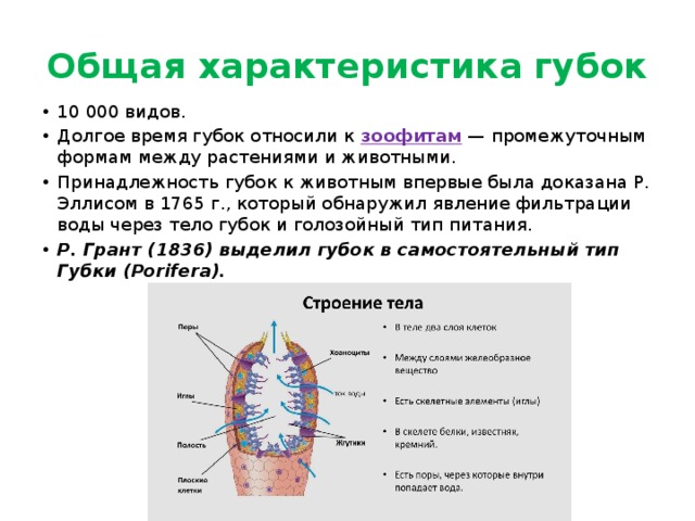 Общая характеристика губок 10 000 видов. Долгое время губок относили к зоофитам — промежуточным формам между растениями и животными. Принадлежность губок к животным впервые была доказана Р. Эллисом в 1765 г., который обнаружил явление фильтрации воды через тело губок и голозойный тип питания. Р. Грант (1836) выделил губок в самостоятельный тип Губки (Porifera). 