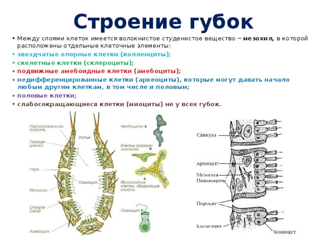 Строение губок Между слоями клеток имеется волокнистое студенистое вещество − мезохил,  в которой расположены отдельные клеточные элементы: звездчатые опорные клетки (колленциты); скелетные клетки (склероциты); подвижные амебоидные клетки (амебоциты); недифференцированные клетки (археоциты), которые могут давать начало любым другим клеткам, в том числе и половым; половые клетки; слабосокращающиеся клетки (миоциты) не у всех губок. 