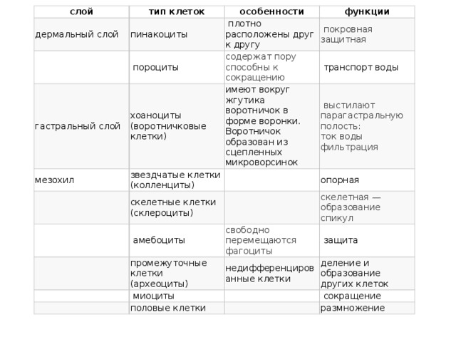 слой дермальный слой тип клеток особенности пинакоциты   гастральный слой   плотно расположены друг к другу функции   пороциты   покровная мезохил содержат пору хоаноциты (воротничковые клетки)    имеют вокруг жгутика воротничок в форме воронки. Воротничок образован из сцепленных микроворсинок звездчатые клетки (колленциты)    транспорт воды защитная способны к сокращению     выстилают парагастральную полость:   скелетные клетки (склероциты)     амебоциты   опорная ток воды свободно перемещаются   фильтрация промежуточные клетки (археоциты) скелетная —    фагоциты   защита недифференцированные клетки    миоциты  образование спикул   половые клетки деление и образование других клеток    сокращение   размножение 