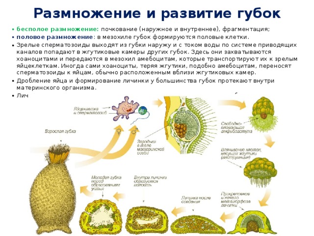 Размножение и развитие губок бесполое размножение:   почкование (наружное и внутреннее), фрагментация; половое размножение : в мезохиле губок формируются половые клетки. Зрелые сперматозоиды выходят из губки наружу и с током воды по системе приводящих каналов попадают в жгутиковые камеры других губок. Здесь они захватываются хоаноцитами и передаются в мезохил амебоцитам, которые транспортируют их к зрелым яйцеклеткам. Иногда сами хоаноциты, теряя жгутики, подобно амебоцитам, переносят сперматозоиды к яйцам, обычно расположенным вблизи жгутиковых камер. Дробление яйца и формирование личинки у большинства губок протекают внутри материнского организма.  Личинка плавает, оседает на дно и прикрепляется, превращаясь в губку. 