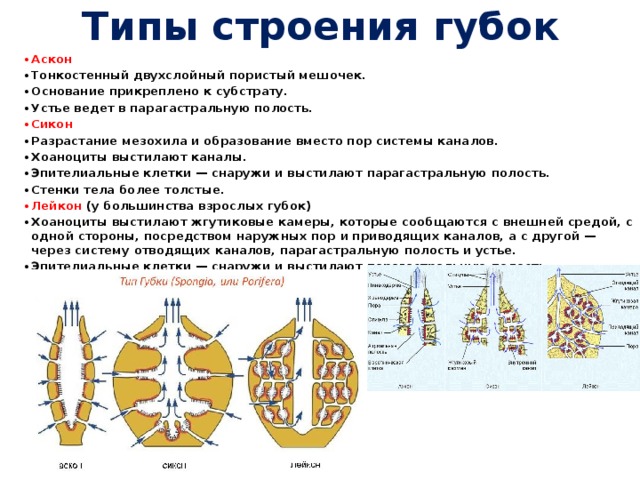 Типы строения губок Аскон Тонкостенный двухслойный пористый мешочек. Основание прикреплено к субстрату. Устье ведет в парагастральную полость. Сикон Разрастание мезохила и образование вместо пор системы каналов. Хоаноциты выстилают каналы. Эпителиальные клетки — снаружи и выстилают парагастральную полость. Стенки тела более толстые. Лейкон (у большинства взрослых губок) Хоаноциты выстилают жгутиковые камеры, которые сообщаются с внешней средой, с одной стороны, посредством наружных пор и приводящих каналов, а с другой — через систему отводящих каналов, парагастральную полость и устье. Эпителиальные клетки — снаружи и выстилают парагастральную полость. 