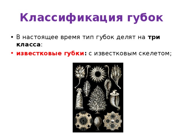 Классификация губок В настоящее время тип губок делят на три класса : известковые губки :  с известковым скелетом; 