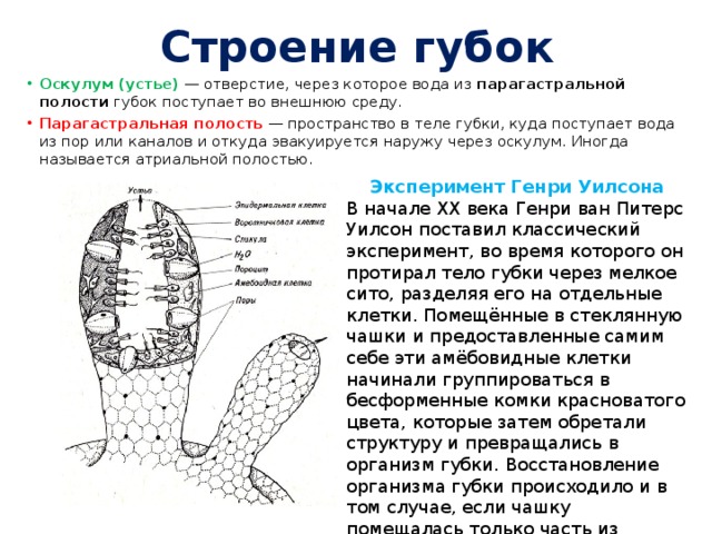 Строение губок Оскулум (устье)   — отверстие, через которое вода из  парагастральной полости  губок поступает во внешнюю среду. Парагастральная полость  — пространство в теле губки, куда поступает вода из пор или каналов и откуда эвакуируется наружу через оскулум. Иногда называется атриальной полостью.  Эксперимент Генри Уилсона В начале XX века Генри ван Питерс Уилсон поставил классический эксперимент, во время которого он протирал тело губки через мелкое сито, разделяя его на отдельные клетки. Помещённые в стеклянную чашки и предоставленные самим себе эти амёбовидные клетки начинали группироваться в бесформенные комки красноватого цвета, которые затем обретали структуру и превращались в организм губки. Восстановление организма губки происходило и в том случае, если чашку помещалась только часть из первоначального количества клеток. 