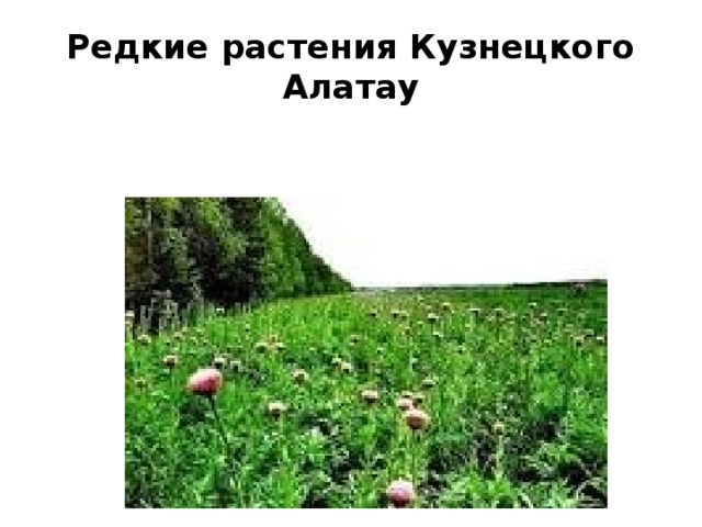 Редкие растения Кузнецкого Алатау  Левзея сафлоровидная (маралий корень) 