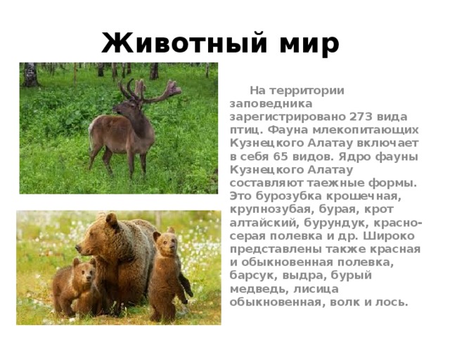 Кузнецкий алатау презентация