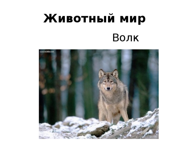 Презентация к уроку окружающего мира "Лес и человек".