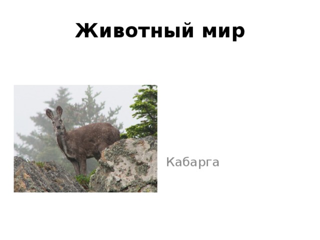 Презентация про кабаргу