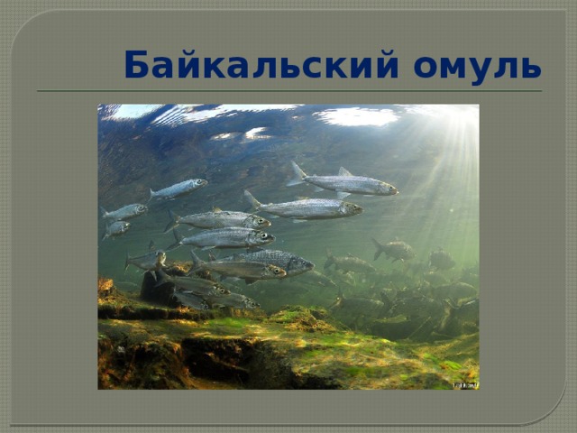 Байкальский омуль 