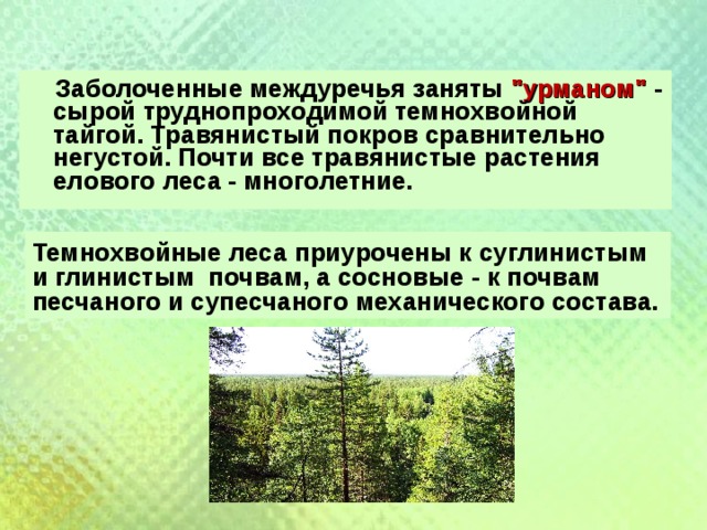 Климат в Лесной зоне Омской области. Лесная зона Омской област. Травянистые растения елового леса.