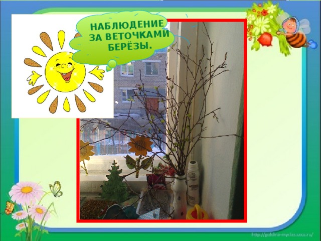 НАБЛЮДЕНИЕ ЗА веточками берёзы. 12 