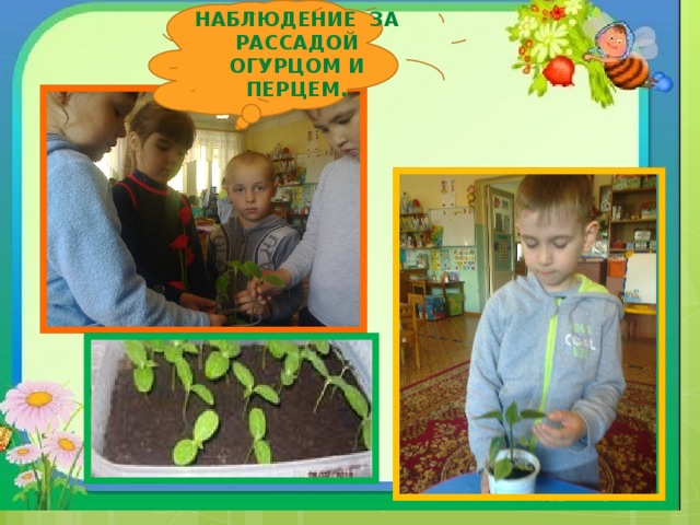 НАБЛЮДЕНИЕ За рассадой огурцом и перцем. 
