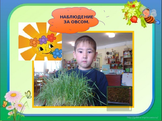 НАБЛЮДЕНИЕ ЗА ОВСОМ. 