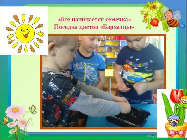 «Все начинается семечка» Посадка цветов «Бархатцы» 12 