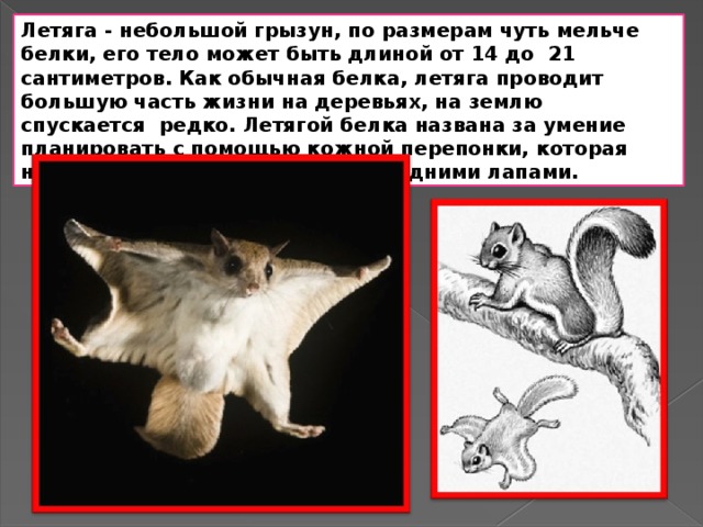 Белка летяга презентация 7 класс