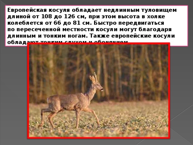 Презентация про косулю