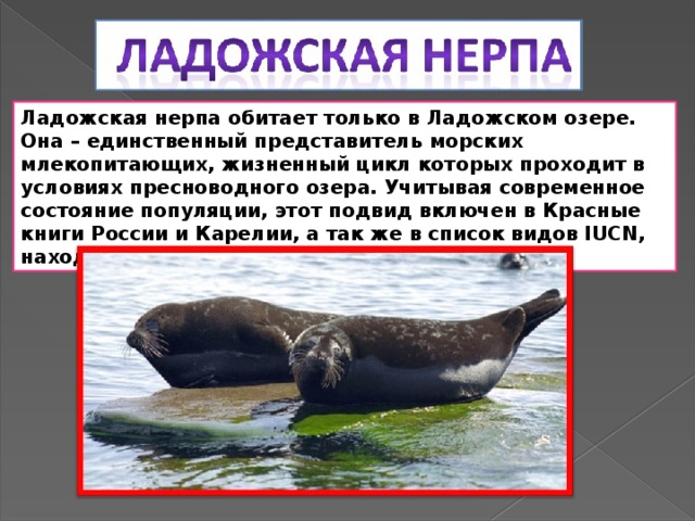 Нерпа занесена в красную книгу. Ладожская кольчатая Нерпа красная книга. Балтийская кольчатая Нерпа красная книга Ленинградской области. Красная книга Ладожская Нерпа Нерпа. Ладожская Нерпа красная книга Ленинградской области.