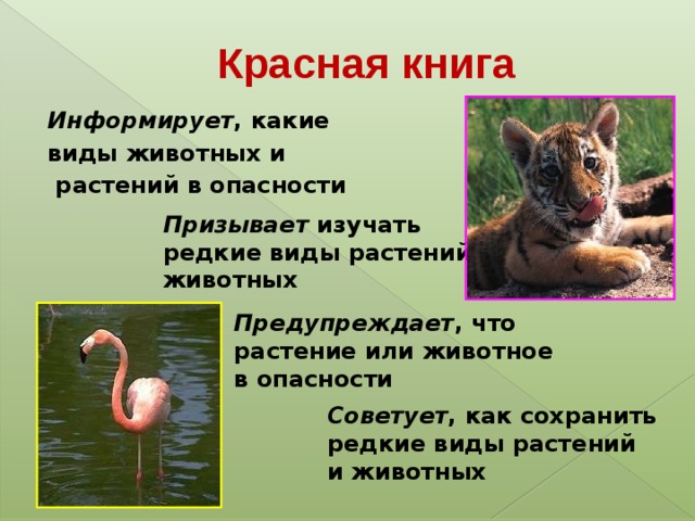 Составьте и запишите общий план рассказа о редком растении или животном 2 класс