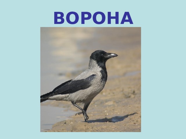 Воробей Сорока Ворона Синица Картинки