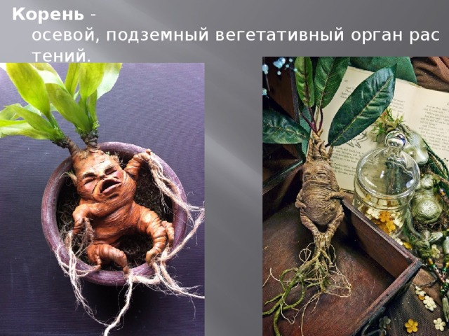 Корень  -осевой, подземный вегетативный орган растений. 