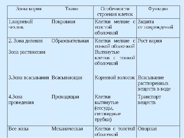Презентация на тему "Корень"