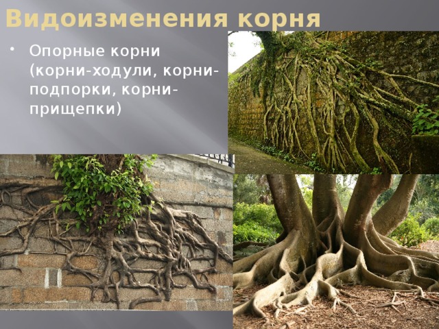 Видоизменения корня Опорные корни (корни-ходули, корни-подпорки, корни-прищепки) 