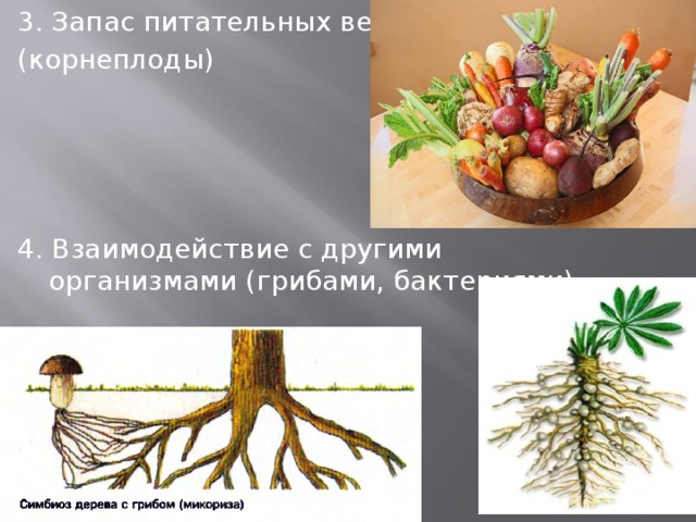 3. Запас питательных веществ (корнеплоды) 4. Взаимодействие с другими организмами (грибами, бактериями) 