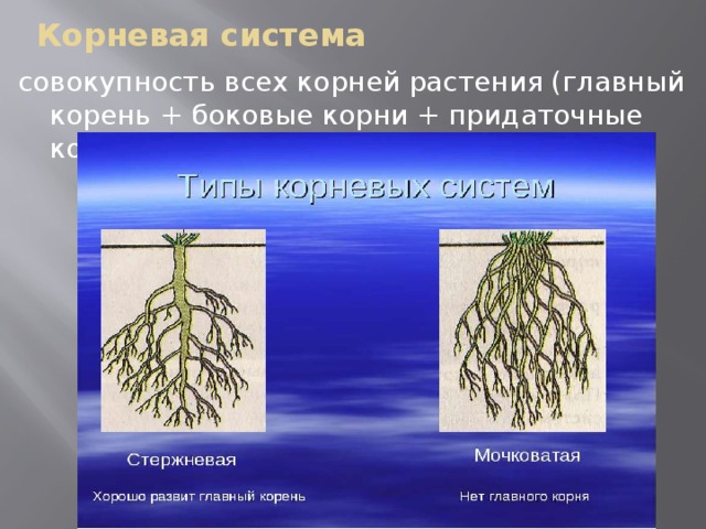 Корневая система совокупность всех корней растения (главный корень + боковые корни + придаточные корни) 