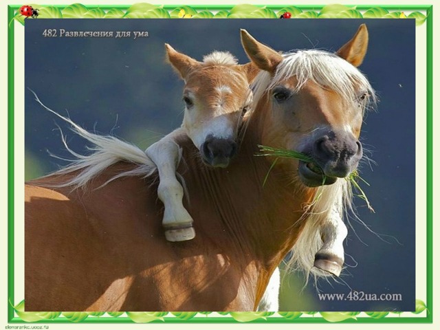  Cамые крупные лошади — английской породы шайр достигают до 2-х метров в холке. 
