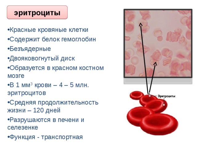 эритроциты Красные кровяные клетки Содержит белок гемоглобин Безъядерные Двояковогнутый диск Образуется в красном костном мозге В 1 мм 3 крови – 4 – 5 млн. эритроцитов Средняя продолжительность жизни – 120 дней Разрушаются в печени и селезенке Функция - транспортная 