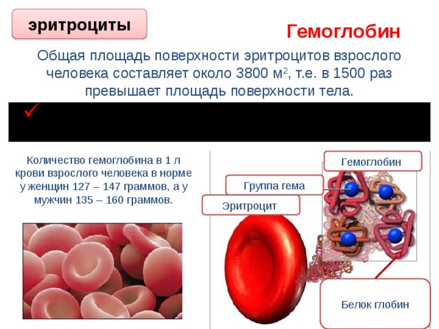 Много гемоглобина в крови. Эритроциты человека. Гемоглобин. Повышение и понижение эритроцитов. Эритроциты крови человека.