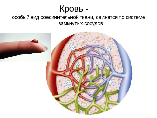 Кровь - особый вид соединительной ткани, движется по системе замкнутых сосудов. 