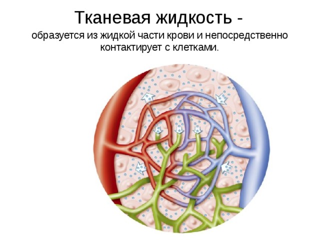 Тканевая жидкость - образуется из жидкой части крови и непосредственно контактирует с клетками. 
