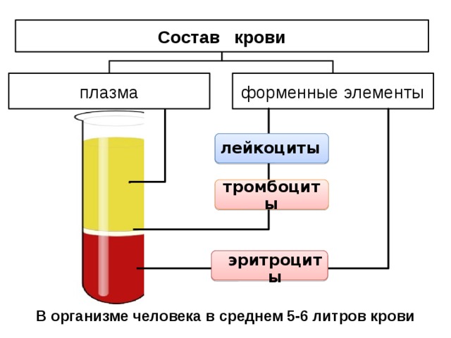 Состав крови плазма форменные элементы лейкоциты тромбоциты эритроциты В организме человека в среднем 5-6 литров крови 