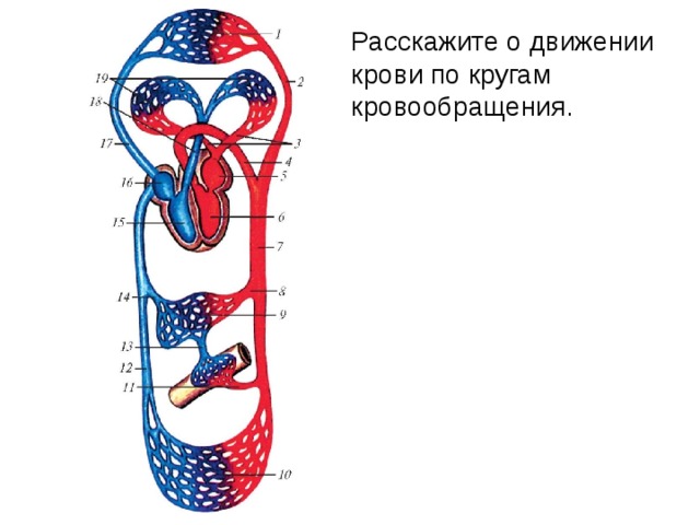 Расскажите о движении крови по кругам кровообращения. 