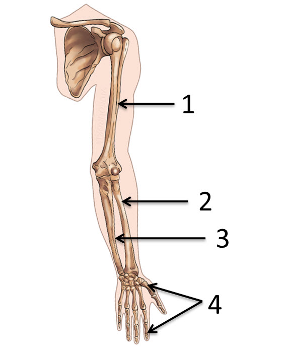 7 скелет конечностей