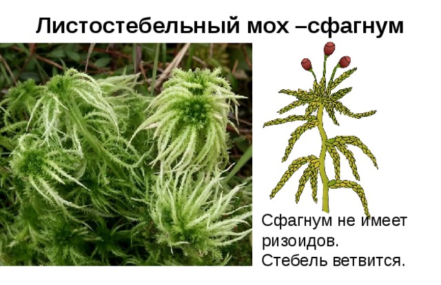 Листостебельный мох –сфагнум Сфагнум не имеет ризоидов. Стебель ветвится. 