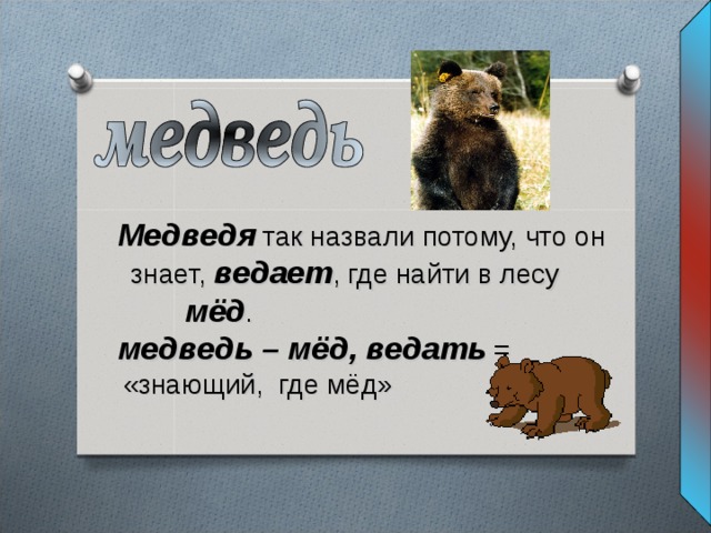  Медведя так назвали потому, что он  знает, ведает , где найти в лесу  мёд .  медведь – мёд, ведать =  «знающий, где мёд» 