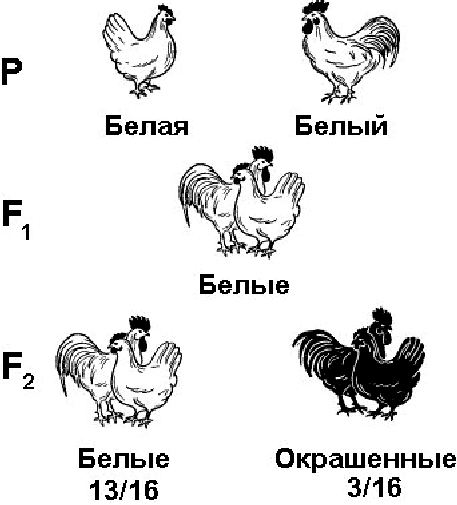 Скрещивание кур. Скрещивание пород кур. Скрещенные породы кур. При скрещивание между собой белых кур. Породы кур при скрещивании.