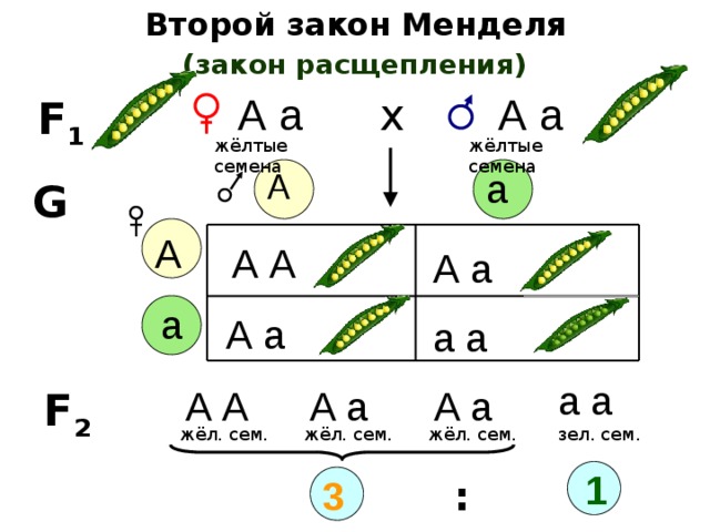 Законы менделя рисунок