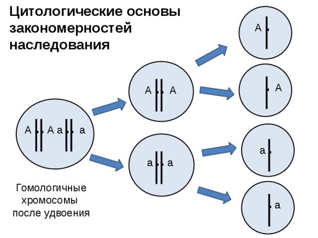 Скрещивание хромосом. Цитологические основы закона независимого наследования признаков. Цитологические основы закона независимого наследования. Цитологические основы наследования признаков. Цитологические основы закономерностей наследования.