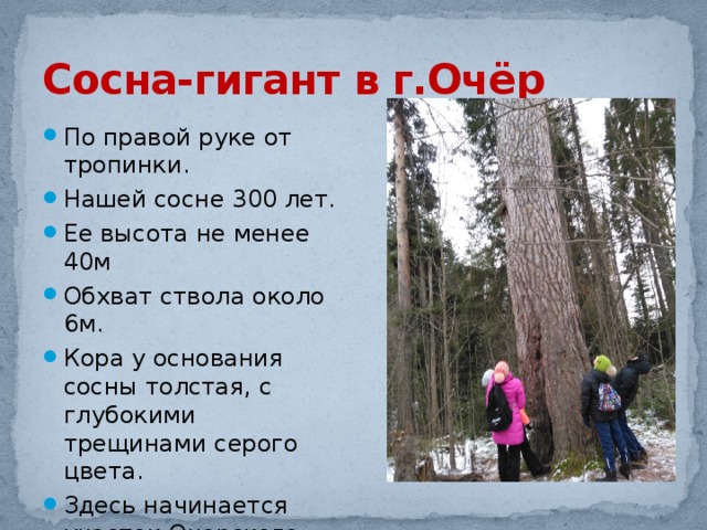 Обхват ствола. Сосна 10 лет высота. Сосна 5 лет высота. Диаметр сосны. Диаметр вековой сосны.