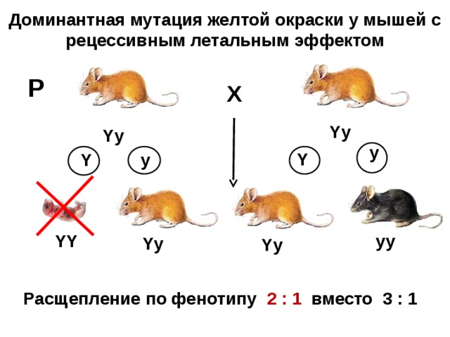   Доминантная мутация желтой окраски у мышей с рецессивным летальным эффектом P X Yy Yy y Y y Y YY yy Yy Yy Расщепление по фенотипу 2 : 1 вместо 3 : 1 