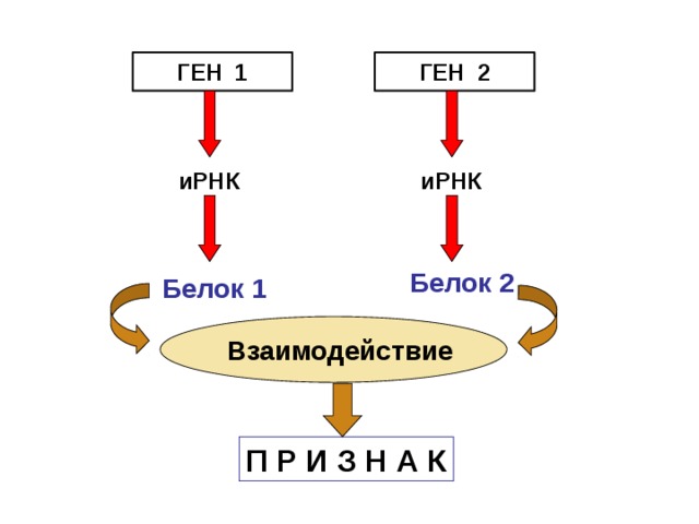ГЕН 1 ГЕН 2 иРНК иРНК Белок 2 Белок 1  Взаимодействие П Р И З Н А К 3 