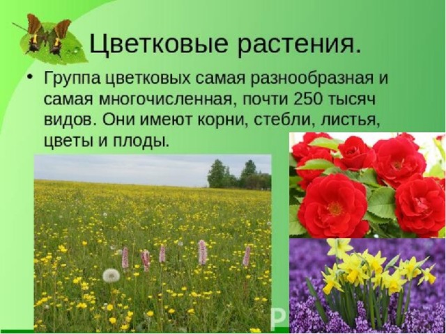План конспект разнообразие растений